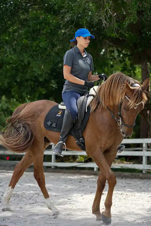 Equestrian Event 2